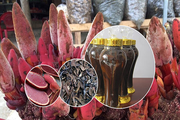 Nấm ngọc cẩu ngâm rượu 4