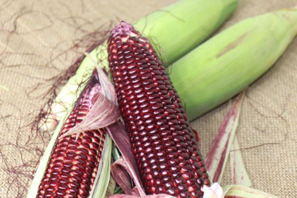 Ngô tím ngâm rượu 1