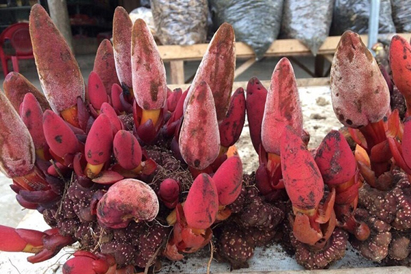 Nấm Ngọc Cẩu ngâm rượu