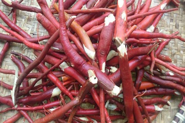 Sâm cau ngâm rượu