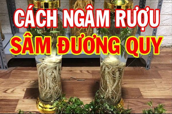 sâm đương quy ngâm rượu 6