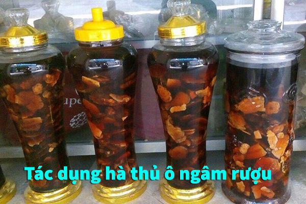 Hà thủ ô ngâm rượu 3
