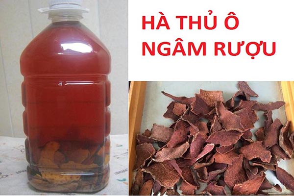 Hà thủ ô ngâm rượu 2