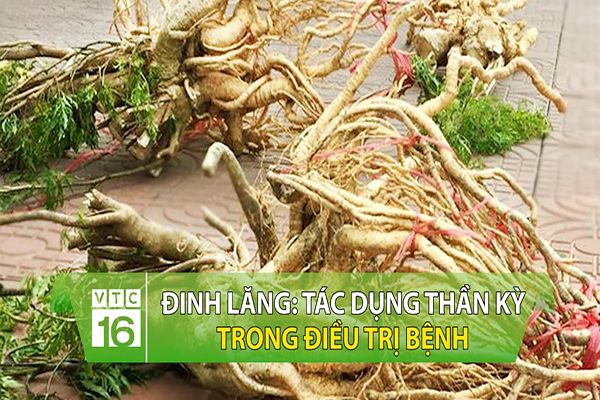 đinh lăng ngâm rượu 3