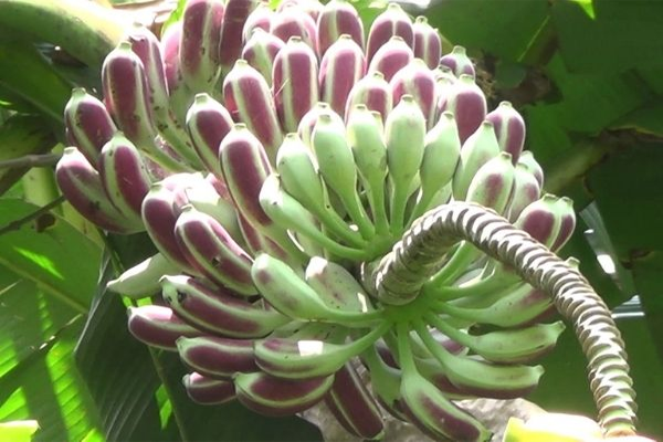 chuối hột ngâm rượu tại Hà Nội 1 chuối hột ngâm rượu tại Hà Nội 1