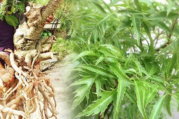 đinh lăng ngâm rượu tại Hà Nội 1 đinh lăng ngâm rượu tại Hà Nội 1