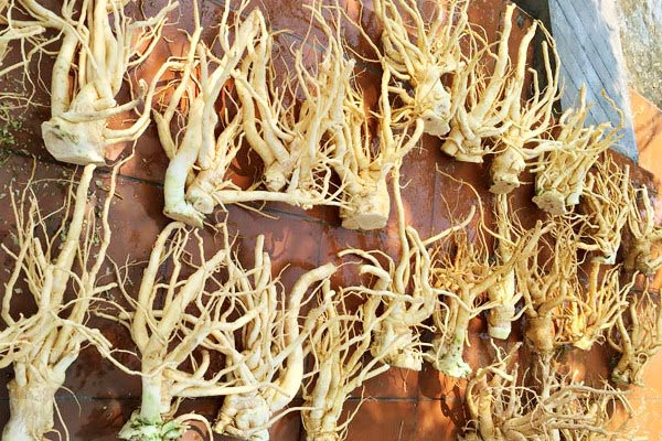 đinh lăng ngâm rượu tại Hà Nội 2 đinh lăng ngâm rượu tại Hà Nội 2