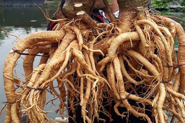 đinh lăng ngâm rượu tại Hà Nội 8 đinh lăng ngâm rượu tại Hà Nội 8