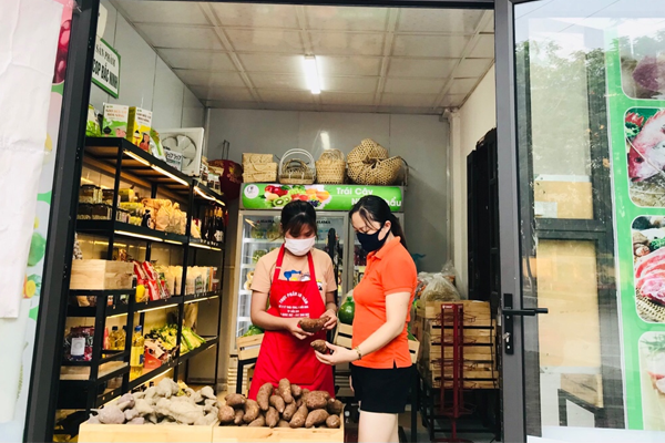 đinh lăng ngâm rượu tại Hà Nội 6 đinh lăng ngâm rượu tại Hà Nội 6