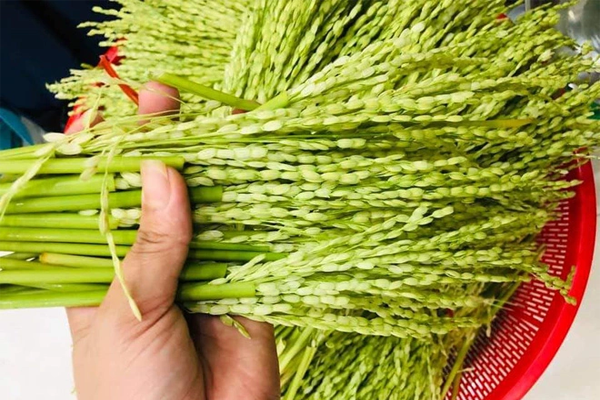 đòng đòng ngâm rượu tại Hà Nội 1
