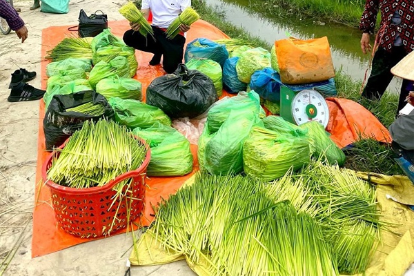 đòng đòng ngâm rượu tại Hà Nội 2