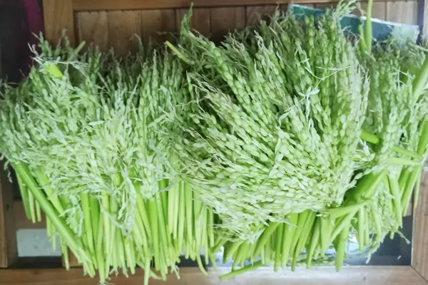 đòng đòng ngâm rượu tại Hà Nội 7
