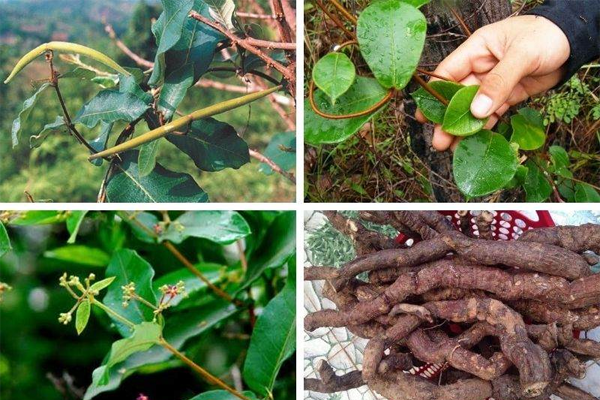 hà thủ ô ngâm rượu tại Hà Nội 1