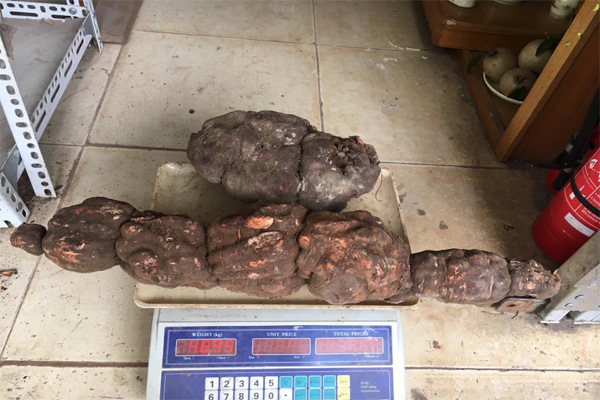 hà thủ ô ngâm rượu tại Hà Nội 2