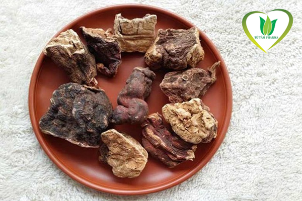 hà thủ ô ngâm rượu tại Hà Nội 6
