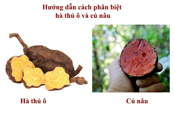 hà thủ ô ngâm rượu tại Hà Nội 8