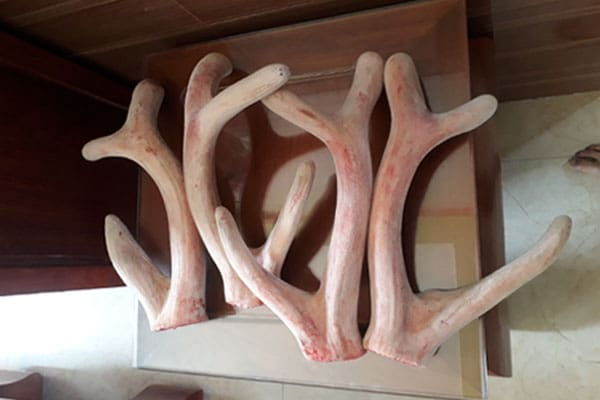 nhung hươu ngâm rượu tại Hà Nội 7