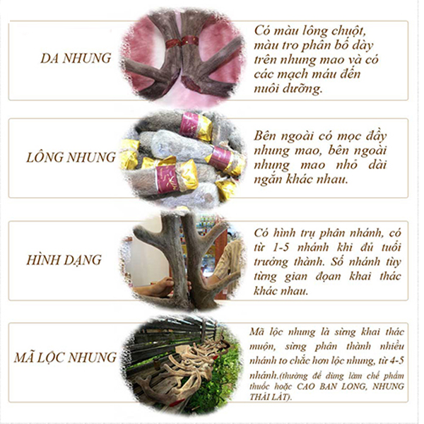 nhung hươu ngâm rượu tại Hà Nội 8