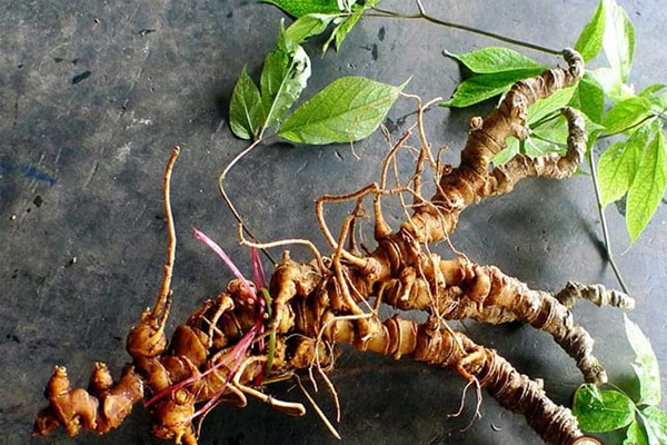 sâm ngọc linh ngâm rượu tại Hà Nội 1