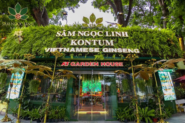 sâm ngọc linh ngâm rượu tại Hà Nội 4
