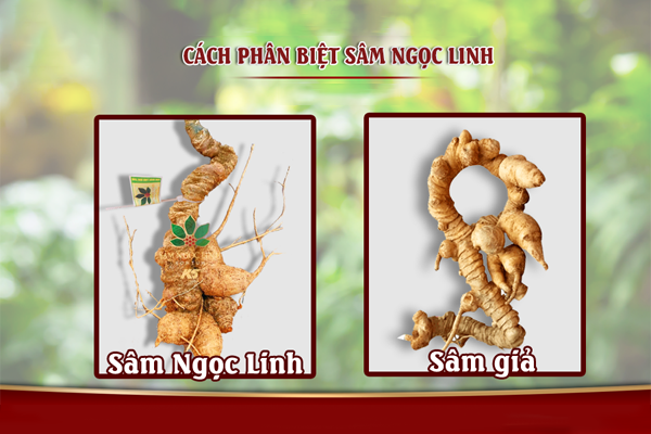 sâm ngọc linh ngâm rượu tại Hà Nội 7