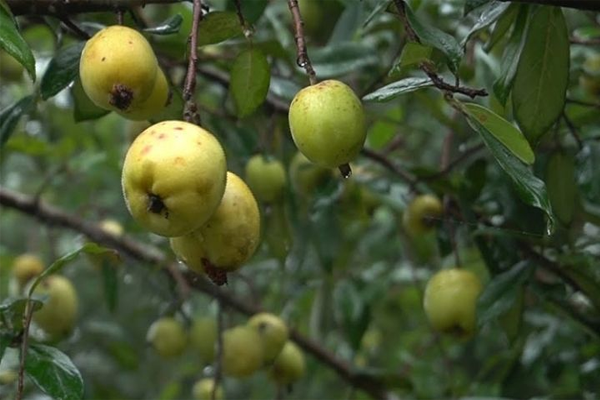 táo mèo ngâm rượu tại Hà Nội 1