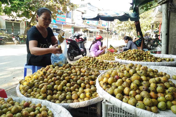 táo mèo ngâm rượu tại Hà Nội 2