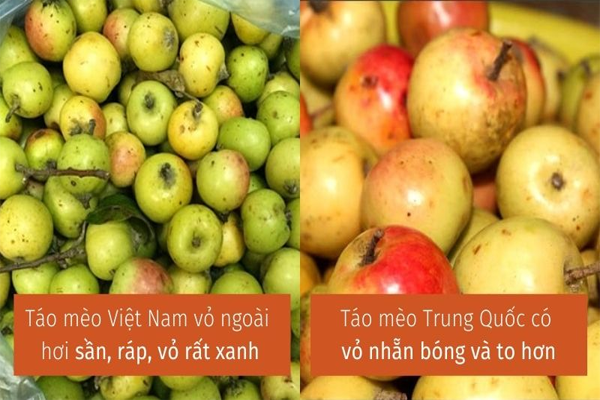 táo mèo ngâm rượu tại Hà Nội 9