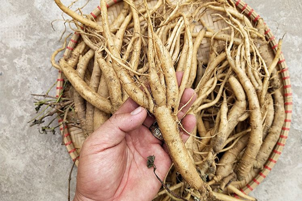 đẳng sâm ngâm rượu tại TP Hồ Chí Minh 1