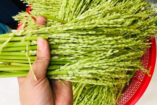 đòng đòng ngâm rượu tại TP Hồ Chí Minh 7