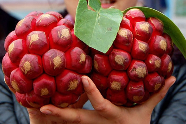 na rừng ngâm rượu tại Hà Nội 1