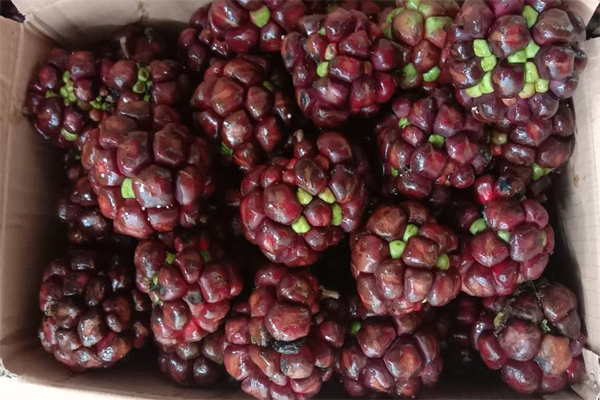 na rừng ngâm rượu tại Hà Nội 4
