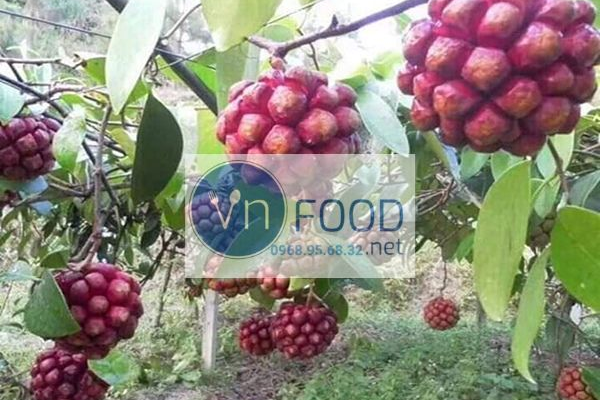 na rừng ngâm rượu tại Hà Nội 5