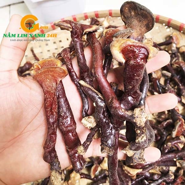 nấm lim xanh ngâm rượu tại TP Hồ Chí Minh 4
