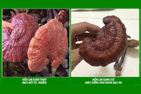 nấm lim xanh ngâm rượu tại TP Hồ Chí Minh 7