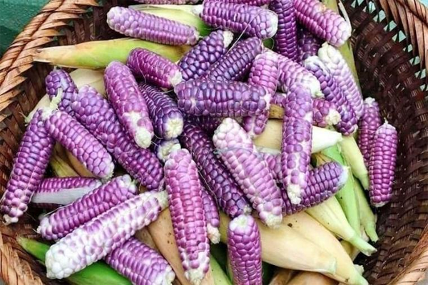 ngô tím ngâm rượu tại TP Hồ Chí Minh 1 ngô tím ngâm rượu tại TP Hồ Chí Minh 1