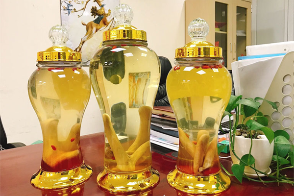nhung hươu ngâm rượu tại Đà Nẵng 7 nhung hươu ngâm rượu tại Đà Nẵng 7