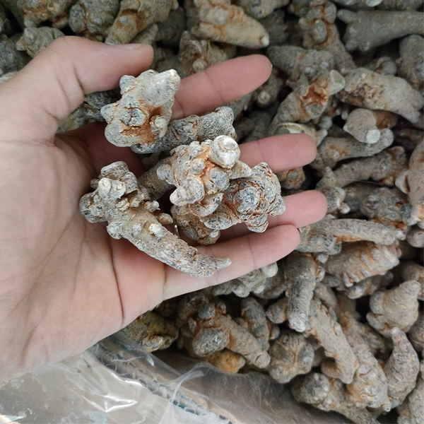 tam thất ngâm rượu tại Đà Nẵng 2