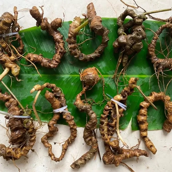 tam thất ngâm rượu tại Đà Nẵng 4