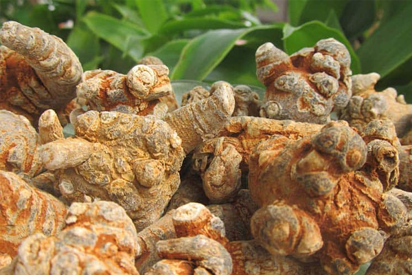 tam thất ngâm rượu tại Đà Nẵng 6