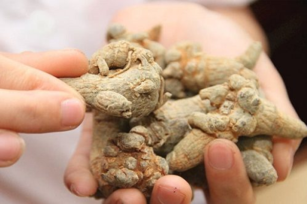 tam thất ngâm rượu tại Đà Nẵng 7