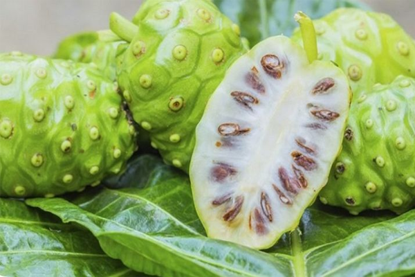 trái nhàu ngâm rượu tại Hà Nội 1