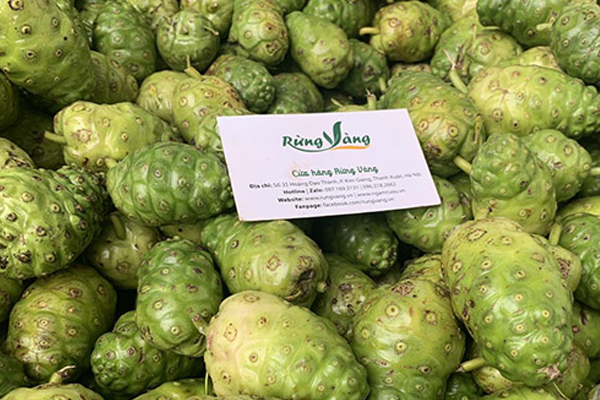 trái nhàu ngâm rượu tại Hà Nội 4