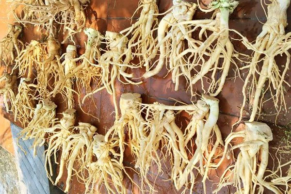 đinh lăng ngâm rượu tại Hải Phòng 4 đinh lăng ngâm rượu tại Hải Phòng 4