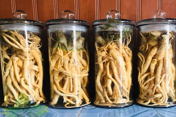 đinh lăng ngâm rượu tại Hải Phòng 7 đinh lăng ngâm rượu tại Hải Phòng 7