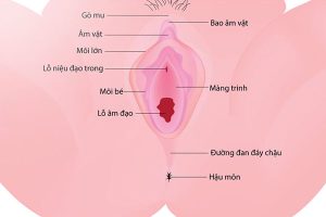 Ví trí của màng trinh nằm bên trong âm đạo