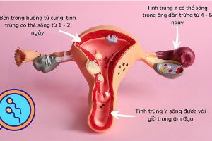 tinh trùng có thể sống tối đa từ 5-6 ngày trong tử cung