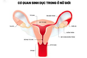 Hình ảnh cơ quan sinh dục trong của nữ giới 