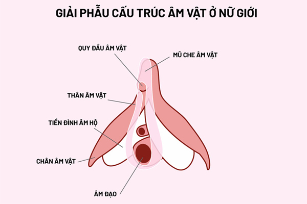 Cấu tạo của âm vật ở nữ giới Cấu tạo của âm vật ở nữ giới