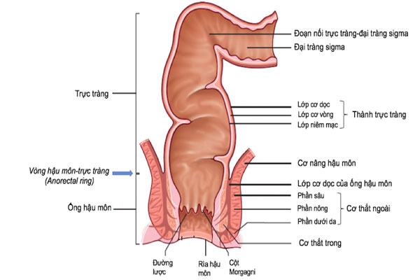 Cơ vòng hậu môn sẽ bị yếu đi Cơ vòng hậu môn sẽ bị yếu đi